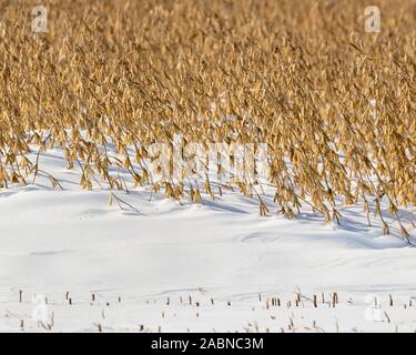 Ferme avec terrain soja bean snowdrift couvrant les tiges et les gousses après le début de l'hiver tempête récolte retardée dans le Midwest Banque D'Images