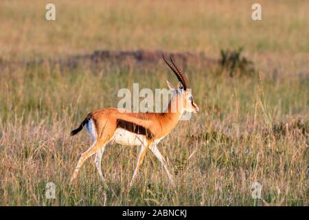 La gazelle de Thomson africaine dans l'herbe sur la savane Banque D'Images