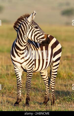 Zebra dans la savane à la recherche sur le côté Banque D'Images