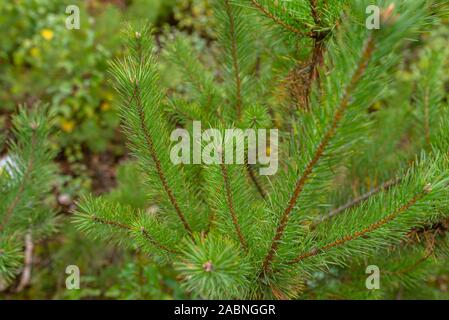 Une pinède school placés dans la forêt à l'automne. Vue rapprochée des branches de conifères. Banque D'Images