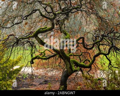 Twisted moussus branches d'un arbre sur un Acer automne humide matin dans un jardin du Yorkshire Banque D'Images