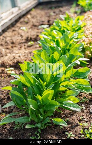 Les feuilles des jeunes verts épinards croître dans une serre. Gouttes d'eau sur les feuilles sur une journée ensoleillée. Focus sélectif. L'agriculture biologique. Banque D'Images