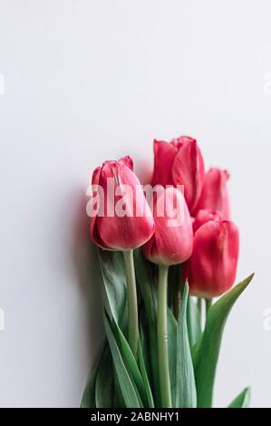 Tulipes rouges sur fond blanc. Focus sélectif. Close up. Copier l'espace. Banque D'Images