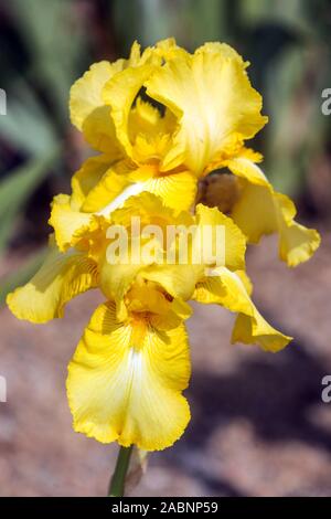 Jaune citron clair Tall fleur d'iris barbu 'Silence' belle fleur Banque D'Images