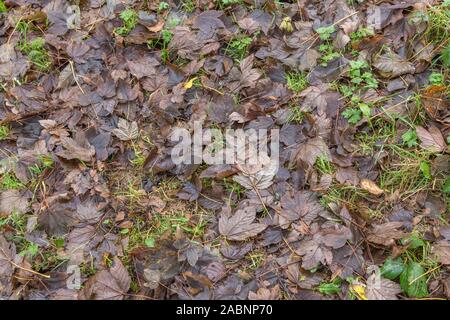 Shot de feuilles de platane détrempée / Acer pseudoplatamus en novembre. Banque D'Images
