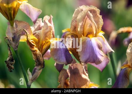 Grand iris à barbe 'Evolution' iris fleurs, fleurs pastel Banque D'Images