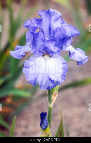 Light blue iris 'Heure Bleue' Banque D'Images