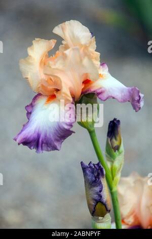 Fleur d'iris violet orange 'Fruitsation' Tall drapeaux à barbe Banque D'Images