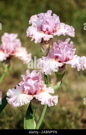 Blanc Rose fleur iris 'Albachiara' Grand iris barbu Banque D'Images