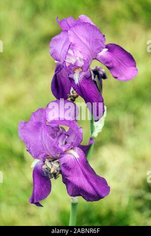 Grande fleur d'iris barbu 'Rapsodie' violet Banque D'Images