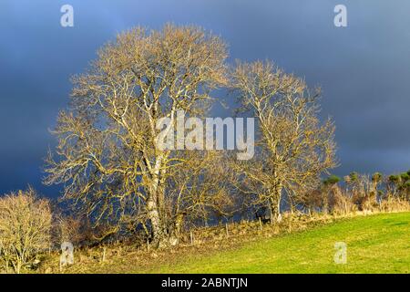 Frêne (Fraxinus excelsior) EN HIVER SOLEIL AVEC UN CIEL D'HIVER Banque D'Images