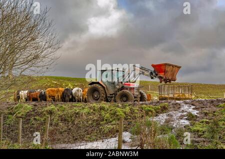 Le tracteur et l'agriculteur nourrir le bétail DANS UN CHAMP DE BOUE PENDANT TRÈS HUMIDE Banque D'Images