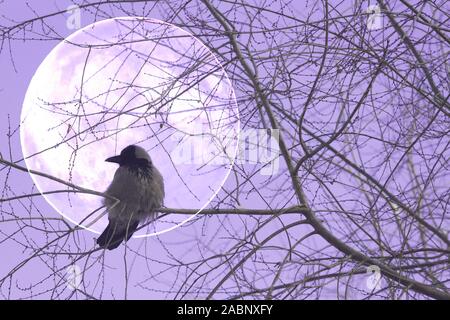 Un corbeau sur un arbre. Pleine lune derrière Banque D'Images