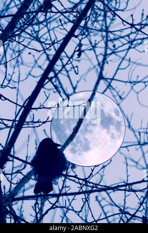 Un corbeau sur un arbre. Pleine lune derrière Banque D'Images