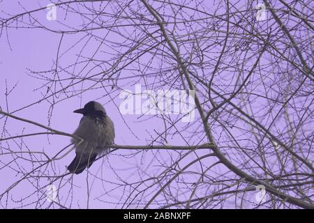 Un corbeau sur un arbre. Pleine lune derrière Banque D'Images