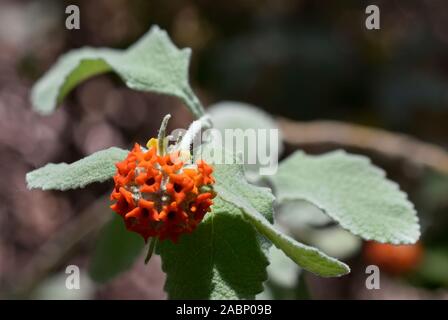 L'arbre aux papillons photographiés à l'Desert Botanical Gardens dans le Nouveau Mexique. Banque D'Images