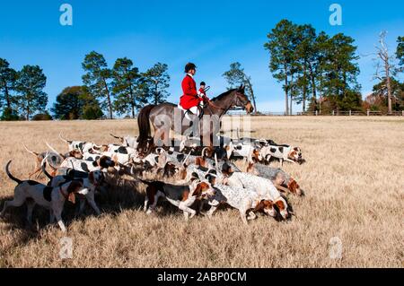 SOUTHERN PINES, North Carolina, USA. 28 Nov, 2019. LINCONLN Huntsman SADLER, conduit le chien et rider avant la 105e procession bénédiction annuelle des chiens, au champ Buchan. Organisé par le club de chasse de chiens courants du comté de Moore, l'événement est une tradition de Thanksgiving dans Moore Comté. Les cavaliers en tenue de chasse traditionnelles pour l'un des plus anciens chasse dans la nation. Le Penn-MaryDel hounds sont un pack qui remonte à 1914. Image Crédit : © Timothy L. Hale via Zuma sur le fil) (Crédit Image : © Timothy L. Hal Cre Banque D'Images