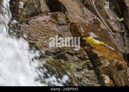 Bergeronnette des ruisseaux (Motacilla cinerea) d'hommes à la recherche de proies près de waterfall Banque D'Images