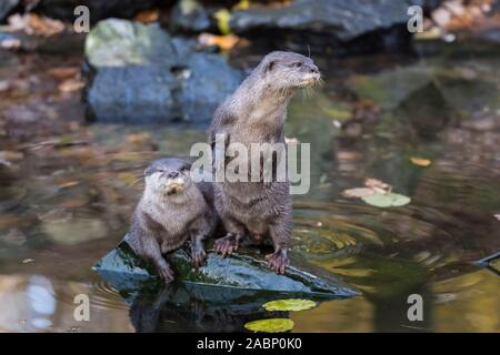 Paire de loutres (Aonyx cinereus) debout sur une roche humide au bord de l'eau en automne. Banque D'Images