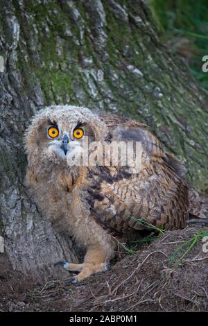 Grand-duc / jeunes Européens-eagle owl (Bubo bubo) owlet assis à la base de l'arbre dans l'été Banque D'Images