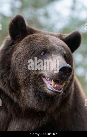 Ours brun européen / Europäischer Braunbaer ( Ursus arctos ), Close up, head shot détaillée, l'Europe. Banque D'Images