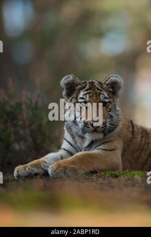 Tigre du Bengale Royal / Koenigstiger ( Panthera tigris ), jeune animal, adolescent, allongé, posé sur le sol d'une forêt ouverte, à regarder la lumière de nice, Banque D'Images