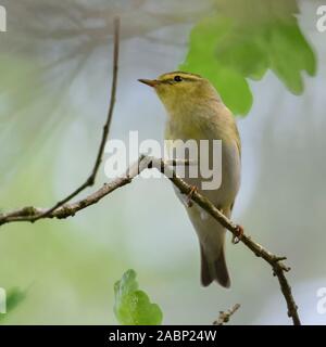 Wood Warbler Waldlaubsänger Phylloscopus sibilatrix ( / ), homme en robe de reproduction, perché sur une branche d'un chêne quelque part dans les bois, vue typique, Banque D'Images