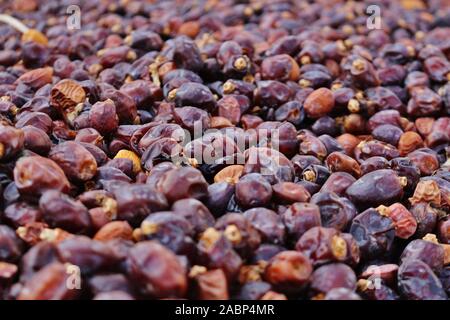 Dates de séchage à la plantations dans Birkat Al Mouz à Oman. Banque D'Images