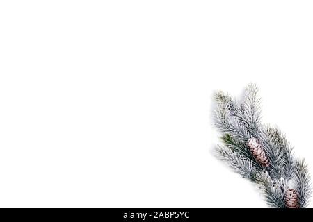 Branches de sapin avec des pommes de pin isolé sur fond blanc Banque D'Images