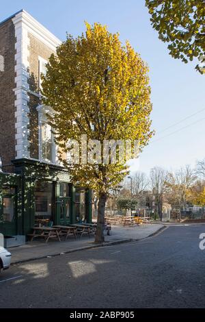 Lime à feuilles larges (Tila platyphyllos), arbre de rue à l'extérieur d'un gastéropub à Holloway, islington, Londres, Royaume-Uni Banque D'Images