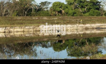 Anhinga en vol au-dessus reflet dans bayou Banque D'Images