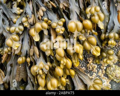 Algues fucus vésiculeux (Fucus vesiculosus) croissant sur une plage écossaise, Ecosse, Royaume-Uni Banque D'Images