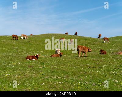 Les jeunes veaux dans un champ vert gazon luxuriant pâturage avec marguerites et le ciel bleu, à l'île de Colonsay, Ecosse, Royaume-Uni Banque D'Images