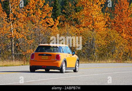 Carr orange et orange de couleur à l'automne, Alaska, USA Banque D'Images