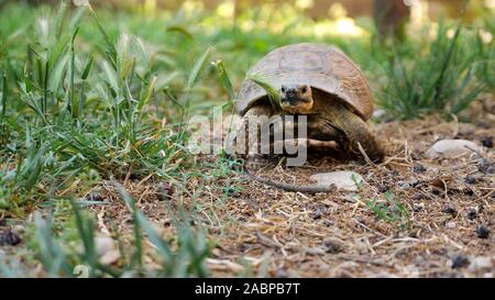 Turtle se déplace le long de l'herbe verte fraîche. Banque D'Images