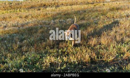 Grand chien de chasse dans les marais de Louisiane Banque D'Images