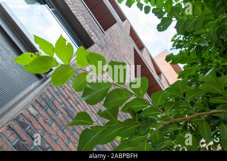 Détail des feuilles d'un Elm « New Horizon » (Ulmus « New Horizons ») en pleine croissance dans un cadre urbain, Nine Elms, Londres SW8, Royaume-Uni Banque D'Images