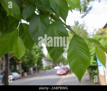 Détails foliaires d'un Elm « New Horizon » (Ulmus « New Horizons ») en pleine croissance dans un cadre urbain, Islington, Londres N4, Royaume-Uni Banque D'Images