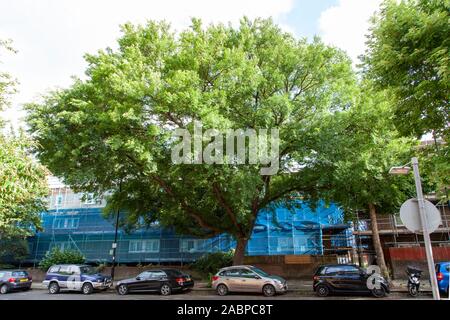 Le champion Lacebark Elm (Ulmus parvifolia), un arbre de rue sur l'avenue Magdala en face de l'hôpital Whittington, Londres N19, Royaume-Uni Banque D'Images