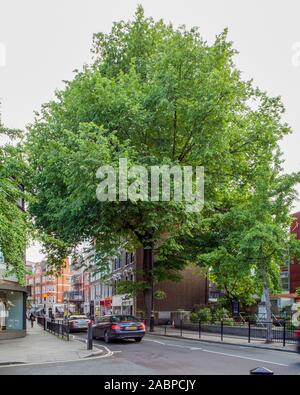 Un célèbre Huntingdon Elm (Umus x hollandica 'Vegeta') sur Marylebone High Street, Londres W1 Banque D'Images
