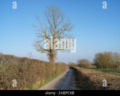 Une haie arbre dans New Mill Lane, Witney Banque D'Images