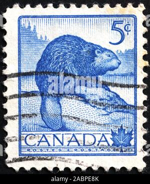 Timbre canadien vintage avec un castor Banque D'Images