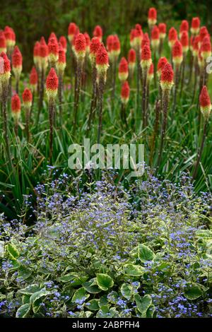 Brunnera macrophylla Hadspen Cream,Sciages,Vipérine commune Kniphofia caulescens,red hot,poker,mixte,régime de plantation de vivaces,vivaces,flower,fl Banque D'Images