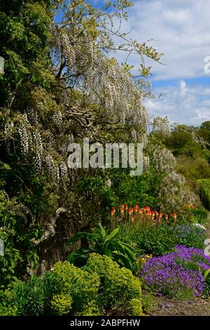 Wisteria sinensis alba,glycine de Chine,Kniphofia caulescens,red hot,poker,mixte,régime de plantation de vivaces vivaces,fleurs,fleurs,fleurs, Banque D'Images