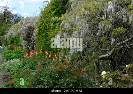 Wisteria sinensis alba,glycine de Chine,Kniphofia caulescens,red hot,poker,mixte,régime de plantation de vivaces vivaces,fleurs,fleurs,fleurs, Banque D'Images