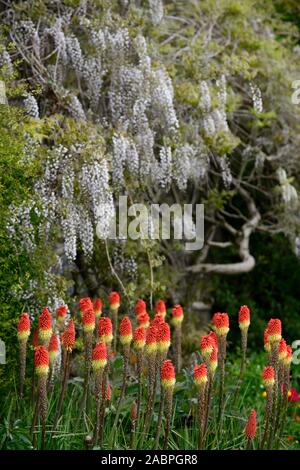 Wisteria sinensis alba,glycine de Chine,Kniphofia caulescens,red hot,poker,mixte,régime de plantation de vivaces vivaces,fleurs,fleurs,fleurs, Banque D'Images