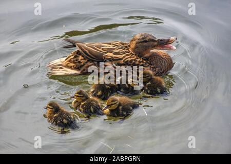 Canard colvert Mère avec six canetons bébé quacking natation dans l'eau, Grand Canal, Dublin, Irlande. Anas platyrhynchos femelle avec nouvelle couvée Banque D'Images