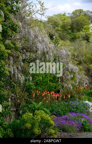 Wisteria sinensis alba,glycine de Chine,Kniphofia caulescens,red hot,poker,mixte,régime de plantation de vivaces vivaces,fleurs,fleurs,fleurs, Banque D'Images