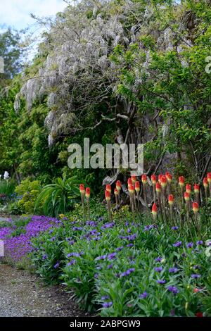 Wisteria sinensis alba,glycine de Chine,Kniphofia caulescens,red hot,poker,mixte,régime de plantation de vivaces vivaces,fleurs,fleurs,fleurs, Banque D'Images