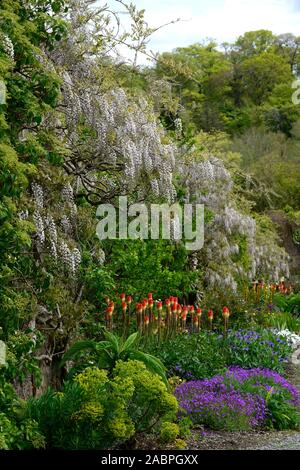 Wisteria sinensis alba,glycine de Chine,Kniphofia caulescens,red hot,poker,mixte,régime de plantation de vivaces vivaces,fleurs,fleurs,fleurs, Banque D'Images